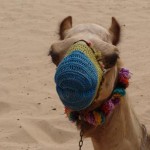 camil in dubai desert camil in dubai desert