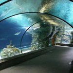 sealife Аквариумът "Sea Life" – Беналмадена